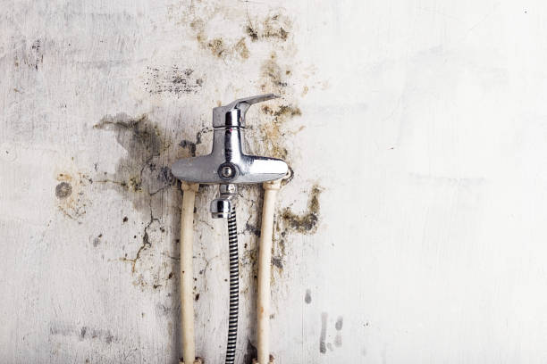 Best Industrial Mold Remediation in Boaz, WV