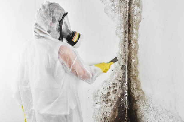 Trusted Boaz, WV Mold Remediation Experts