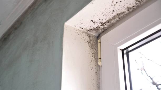 Best Bathroom Mold Remediation in Boaz, WV