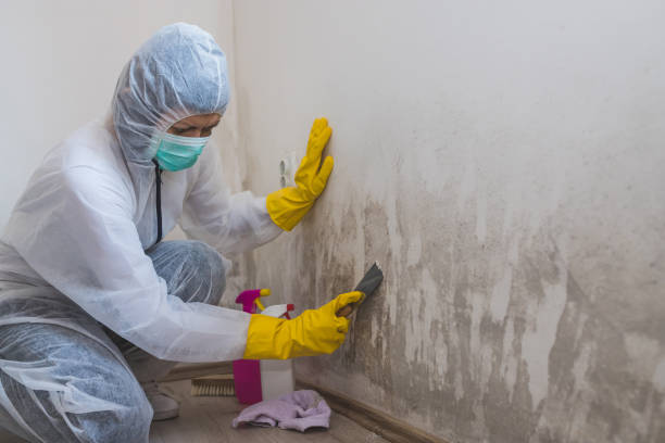 Best Insurance-Related Mold Remediation in Boaz, WV