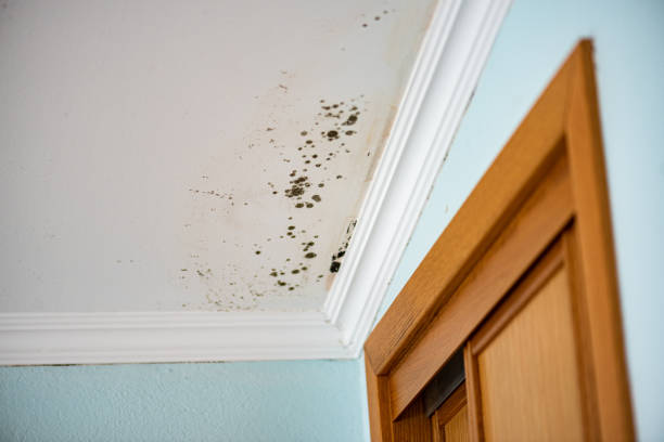 Best Residential Mold Remediation in Boaz, WV