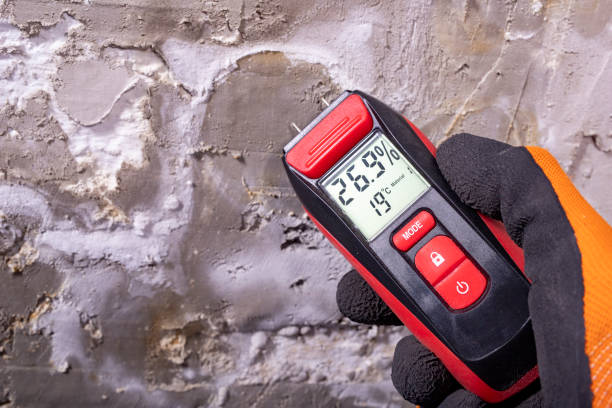 Best White Mold Remediation in Boaz, WV