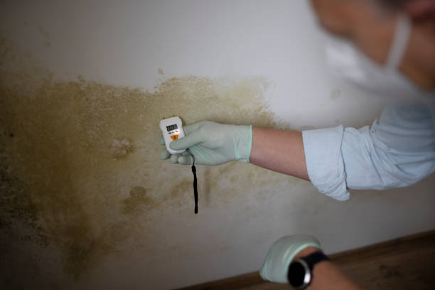 Best Mold Testing and Inspection Services in Boaz, WV