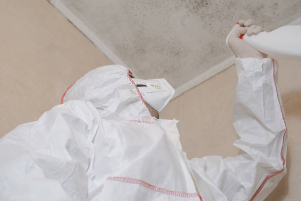 Best Localized Mold Remediation (e.g., coastal areas, humid climates) in Boaz, WV