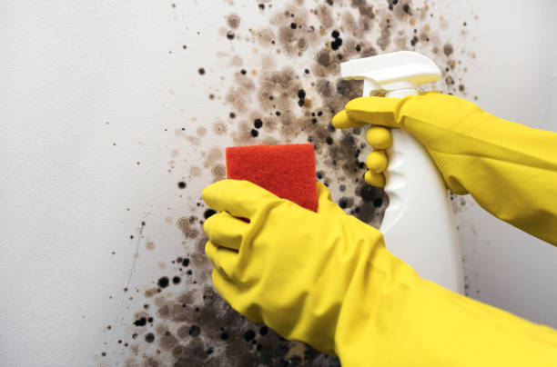 Best White Mold Remediation in Boaz, WV