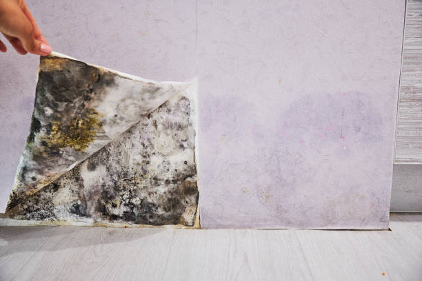 Best Black Mold Remediation in Boaz, WV